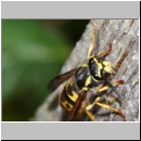 Vespula germanica - Deutsche Wespe - 07b.jpg